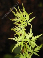 Acer palmatum 'Seiryû'